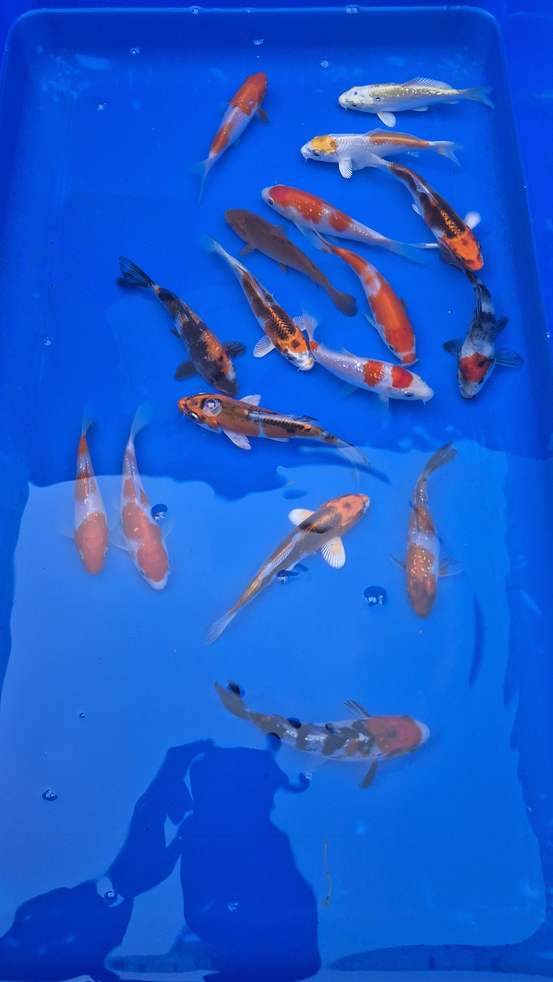 Karpie koi import z Japoni