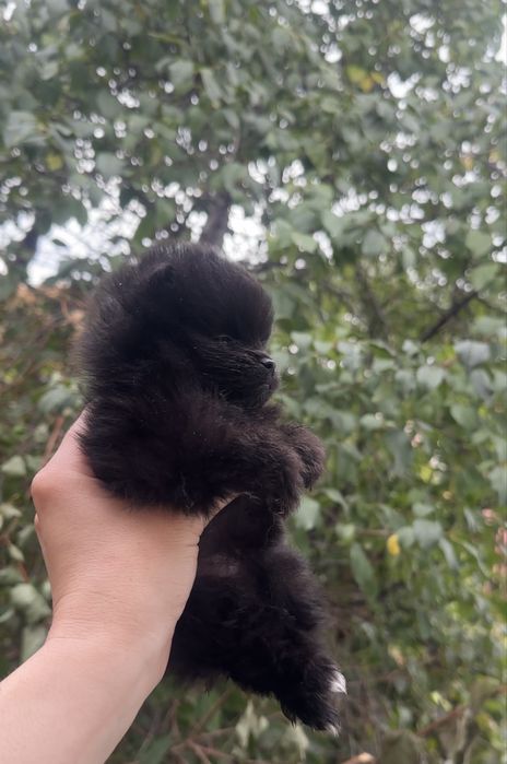 Pomeranian dziewczynka czarna mini
