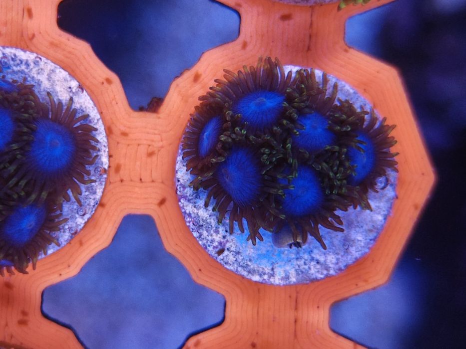 Zoanthus Smurf Blood, Corais de água salgada