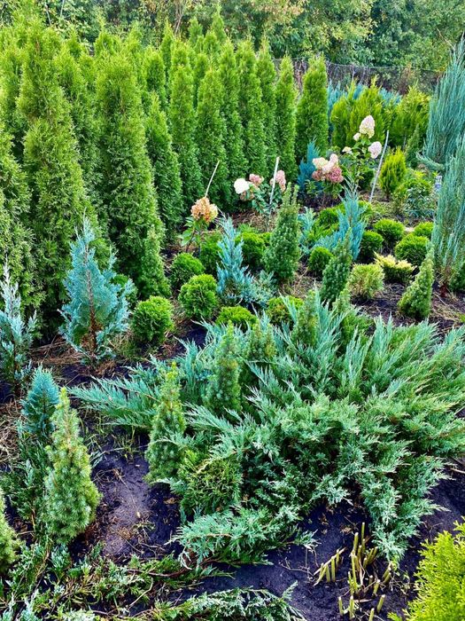 Туя смарагд Колумна Брабант Кипарисовик Лавсона Ялинка Коніка Дейзі