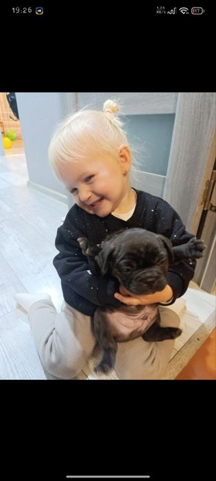 Французький бульдог