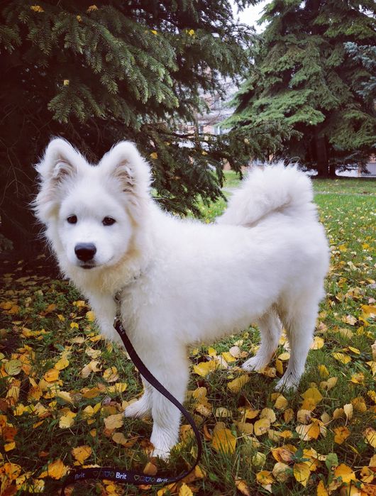 Samoyed szczenię FCI po Championie Polski