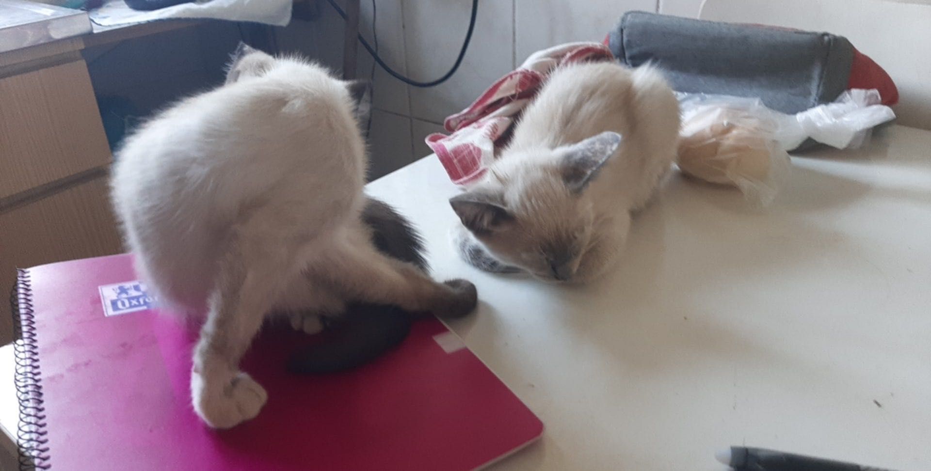 Gatas para adoção