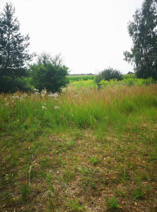 Działka z wydanymi Warunkami Zabudowy Chrzęsne