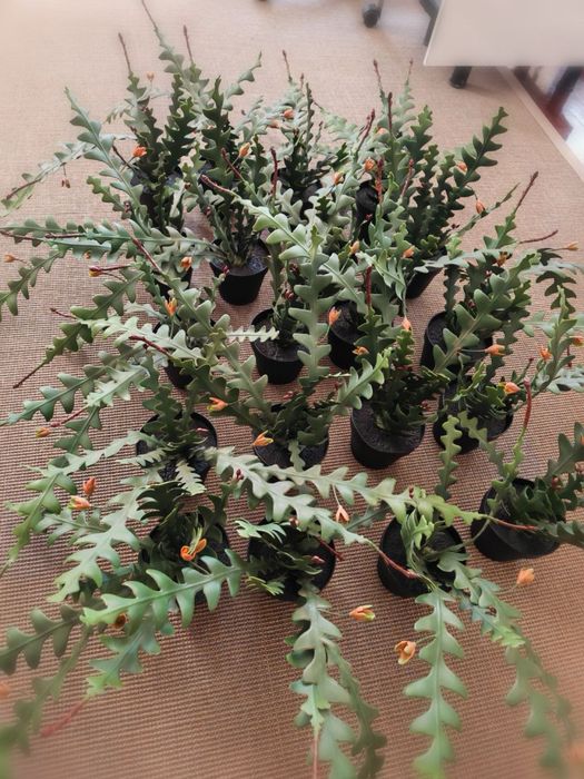 Plantas artificail em vaso, epifilium