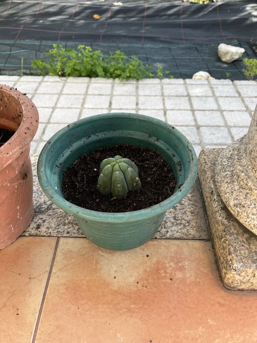 Peyotes ( catos são pedro)