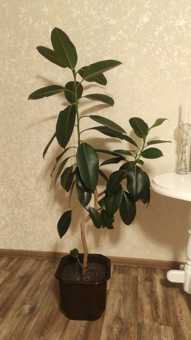 Фікус Робуста/каучуконосний