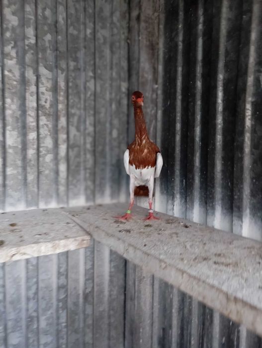 Sroka czerwona samiec