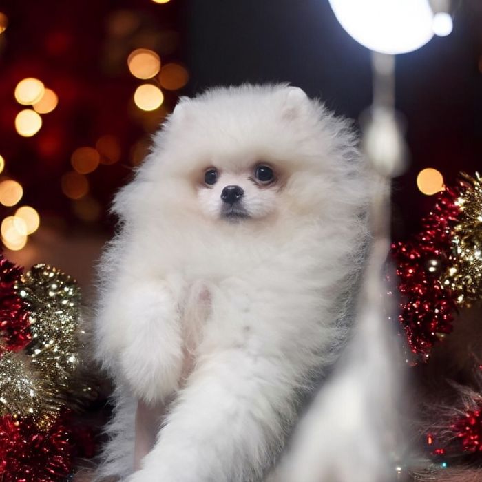 Неперевершений хлопчик