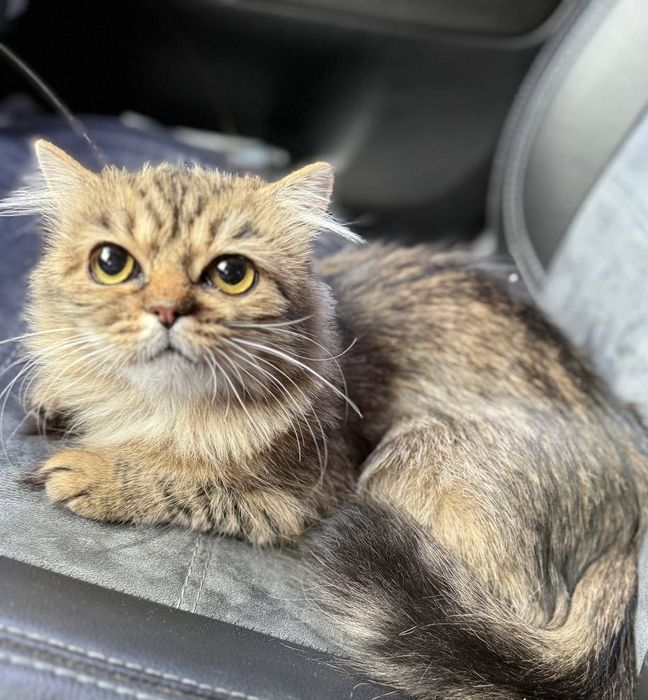 Киця Боні шукає родину