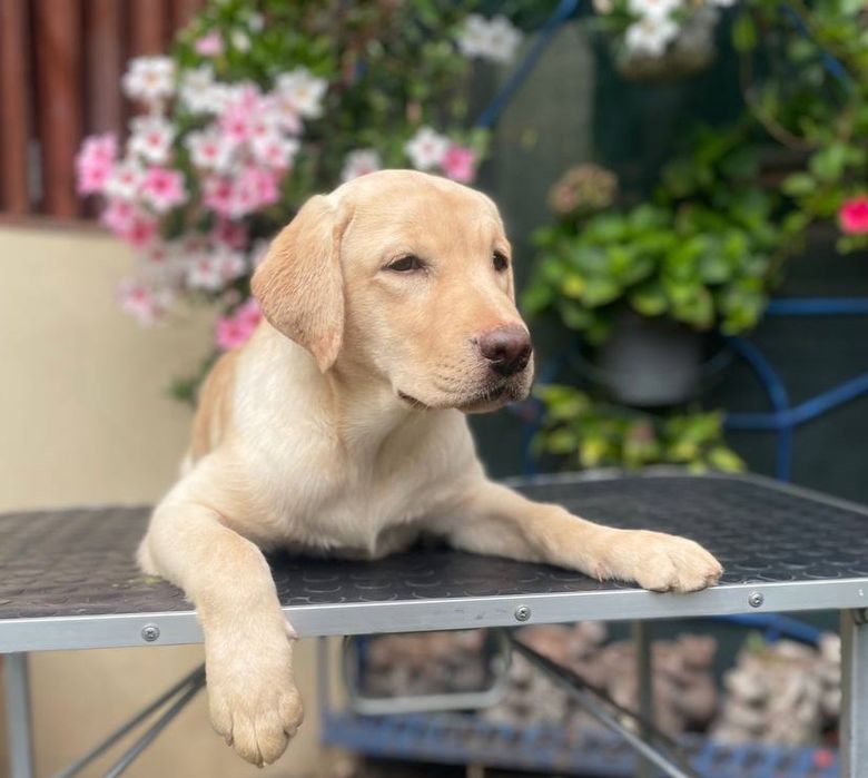 Народжені любити! Лабрадори від розплідника YalMarin Lucky Labs