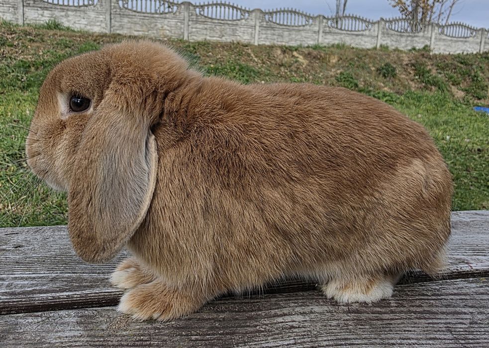 Mini lop  , karzełek Baran  żółty i czerwony