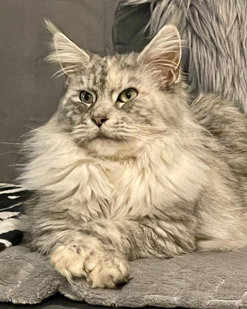 Koty Maine Coon Mco do rezerwacji