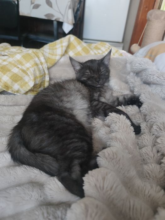 Віддам гарне підросше кошеня дівчинку  з гарним окрасом 4 місяці