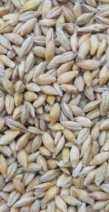 Jęczmień pszenica młynkowane…