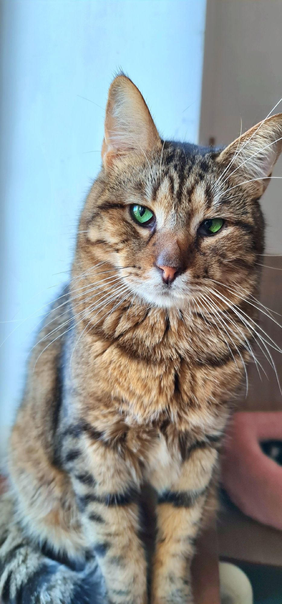 Котик таббі зелені очі