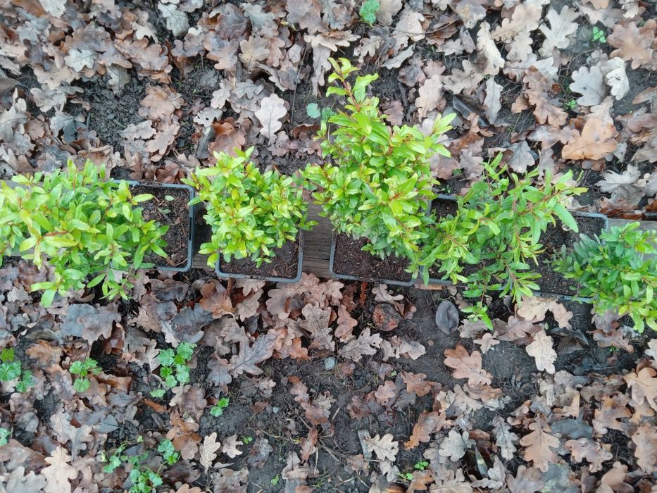 Гранати кімнатні