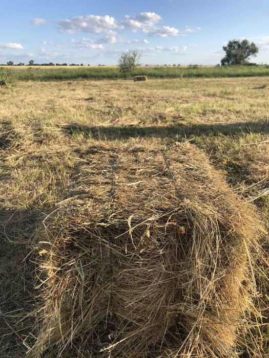 Сіно в тюках на літо 25року луговое разнотравье и солома ячневая сіно