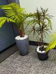 Palmeiras Australianas e yuka elephantus e dracaenas