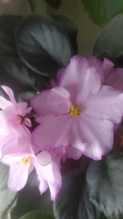 Листочки фіалки сенполії