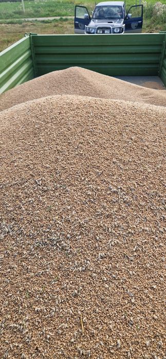 Pszenica tegoroczna  odmiana Gentleman