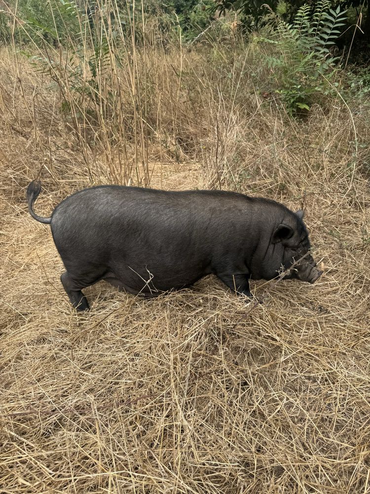 Porcos vietenamita