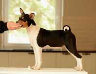 Suczka basenji trikolor po championach ZKwP/FCI