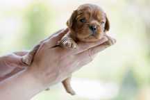 Cavalier King Charles Spaniel - wzorcowa dziewczynka - Valentina Bloom