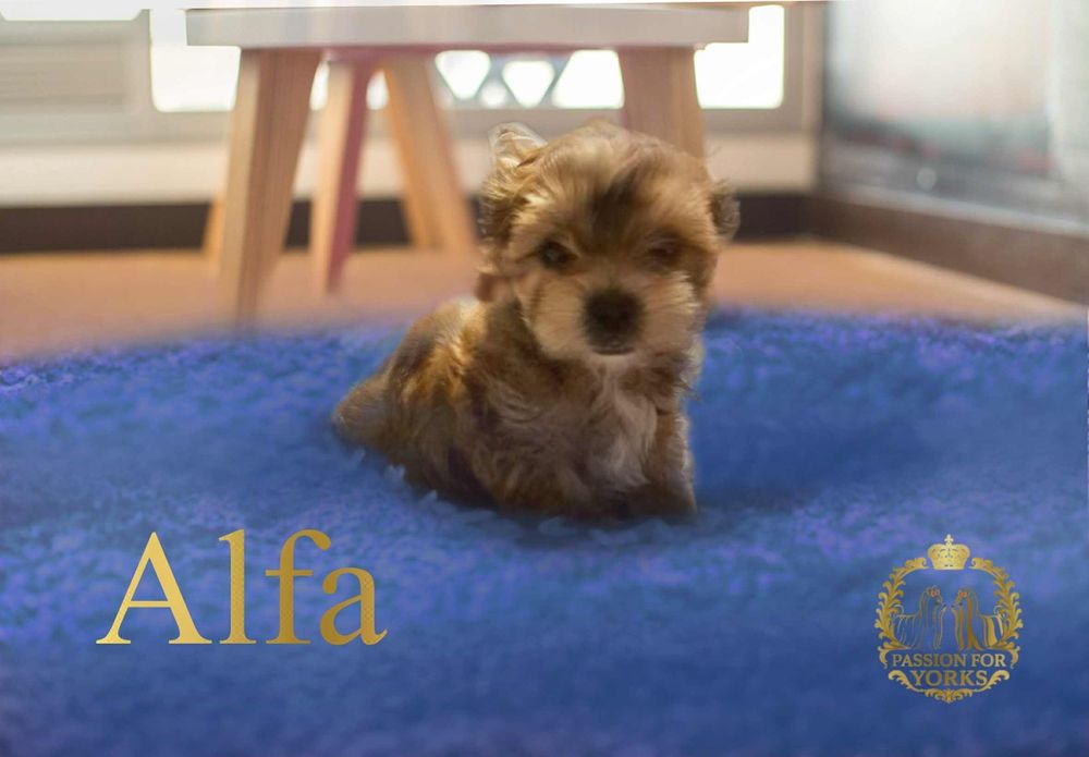 Yorkshire terrier OCEAN PEARL