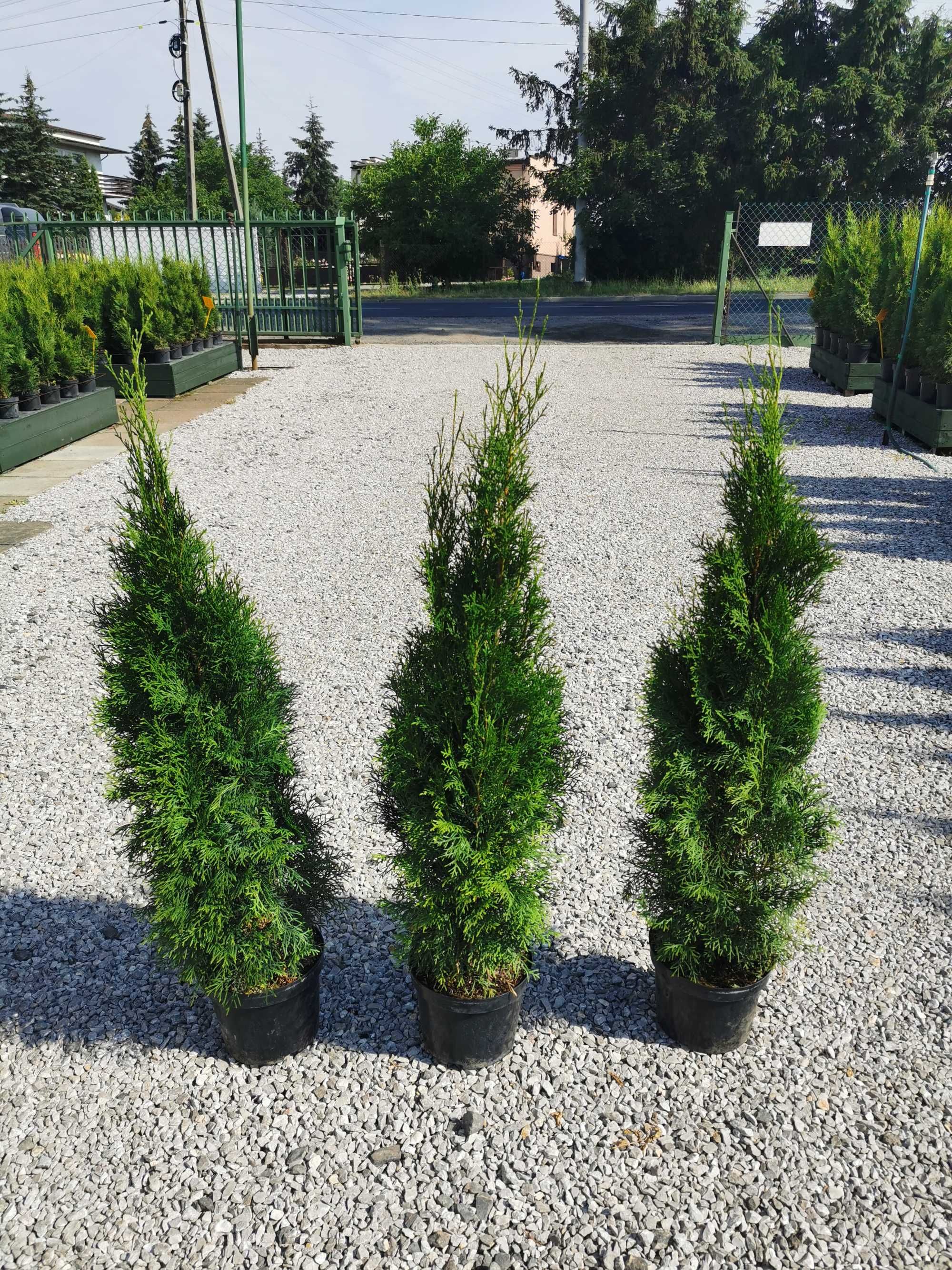 Tuja szmaragd 120-140cm thuja smaragd szmaragdowa szmaragdowe