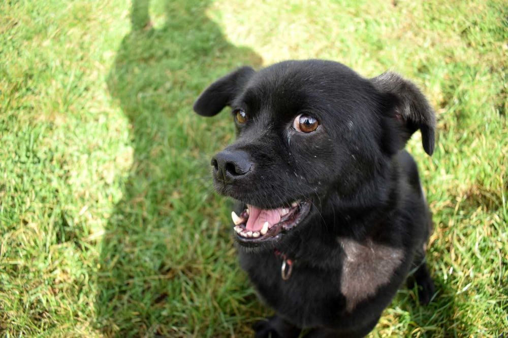 Racuszek 11letni pies do adopcji