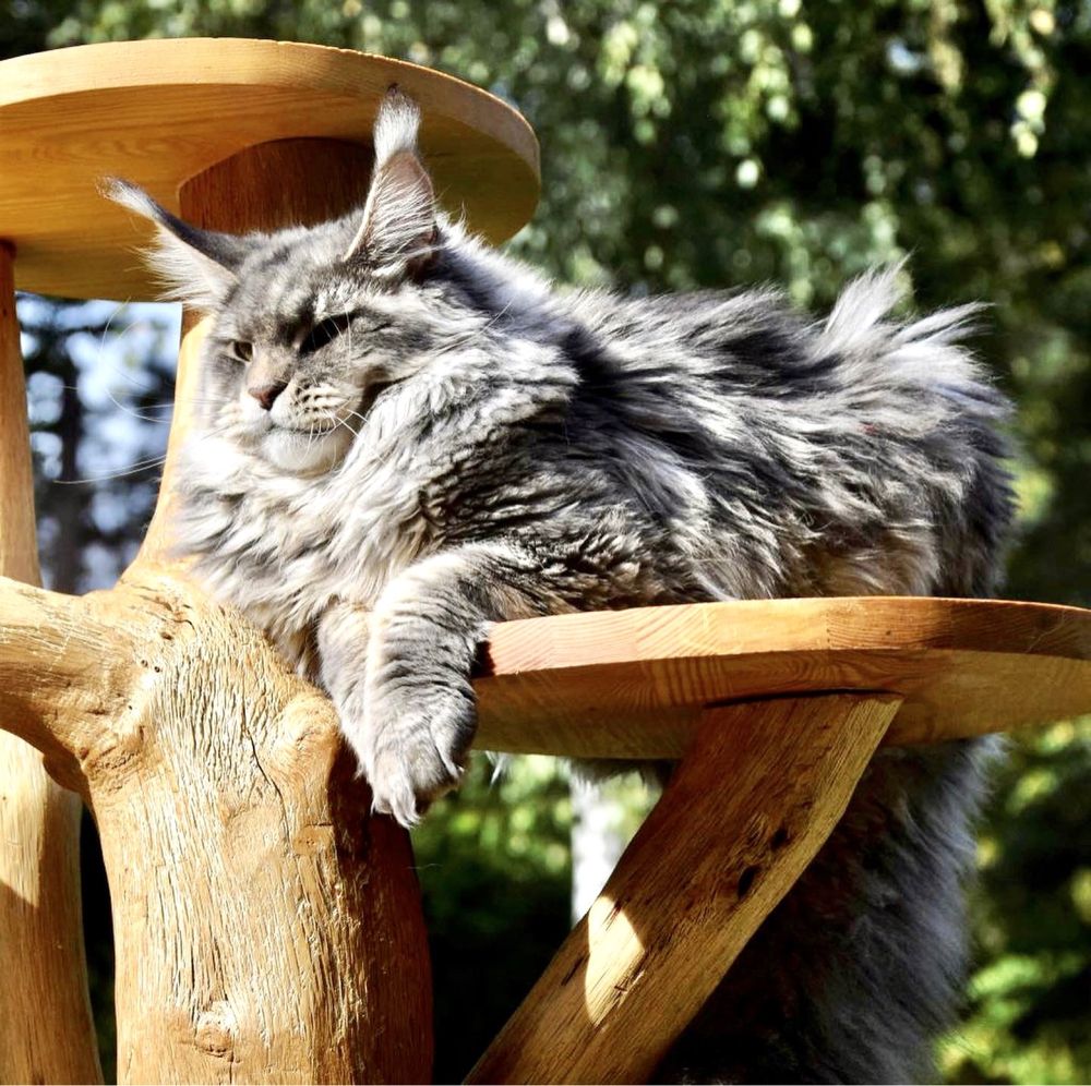 Srebrzysta kotka maine coon, hodowla FPL