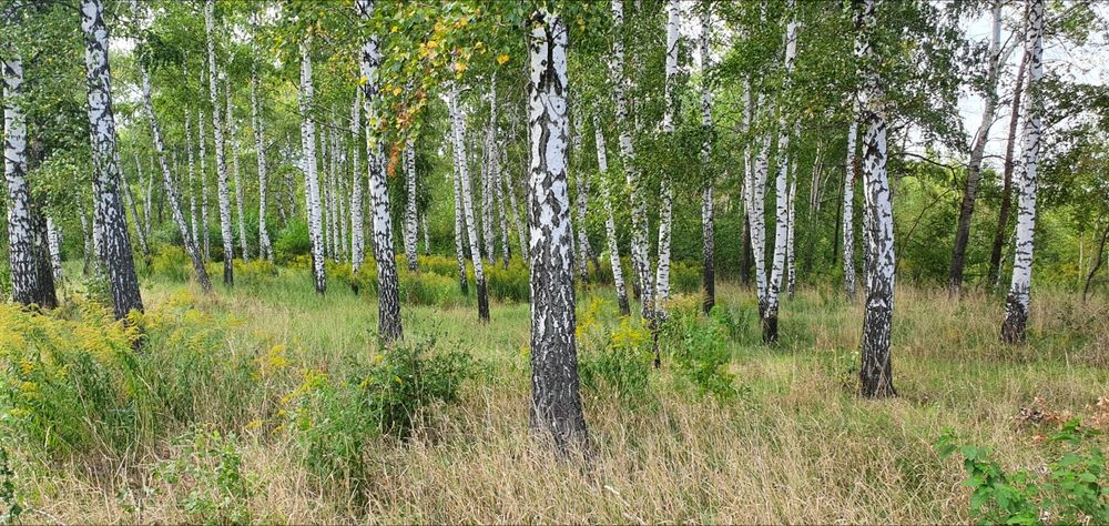 Земля с.Паськівка 15 соток