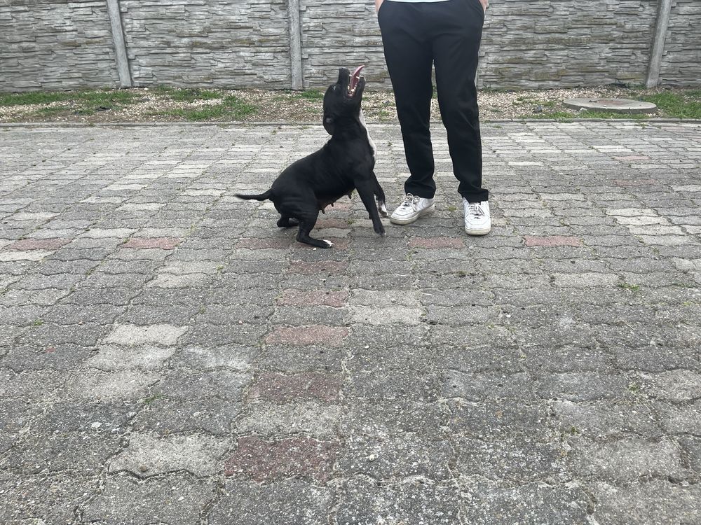 Staffordshire Bull Terrier- Staffik