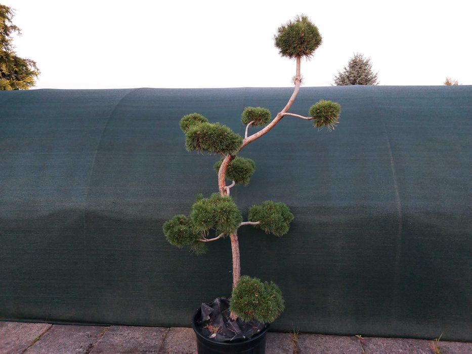 Niwaki, bonsai, sosna szczepiona nie wymagająca formowania!