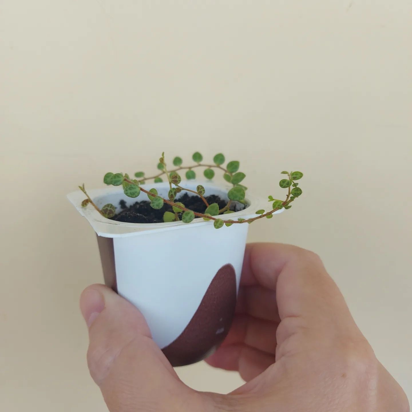 Пеперомия прострата / Peperomia prostrata