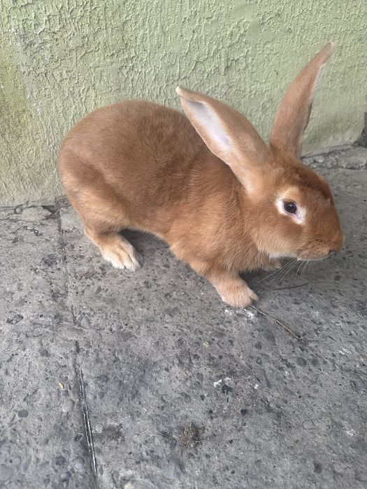 Продам  гарного самця бургундія