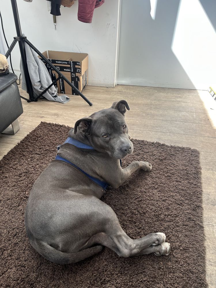 Amstaff pies dorosly blue blekitny