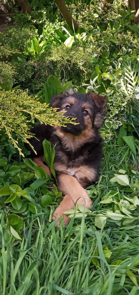 Urocze szczeniaki do adopcji