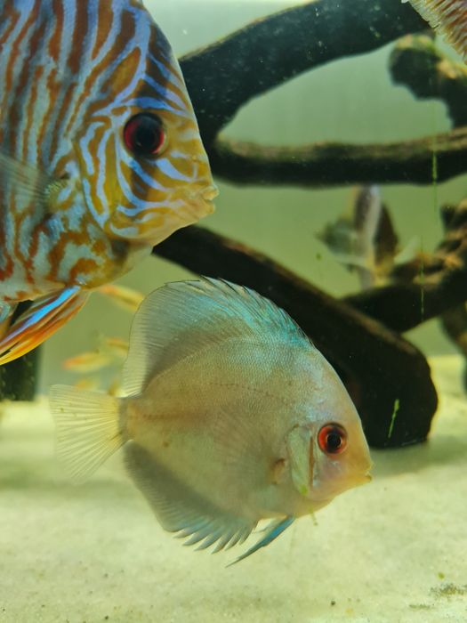 Discus diversos a partir de 7cm