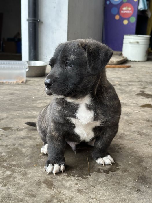 Метис Кане-Корсо