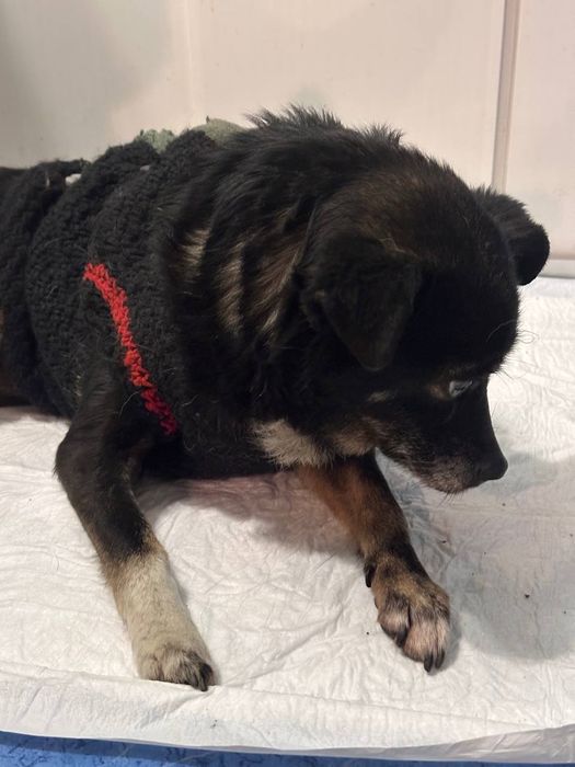 Помогите найти хозяина собачки