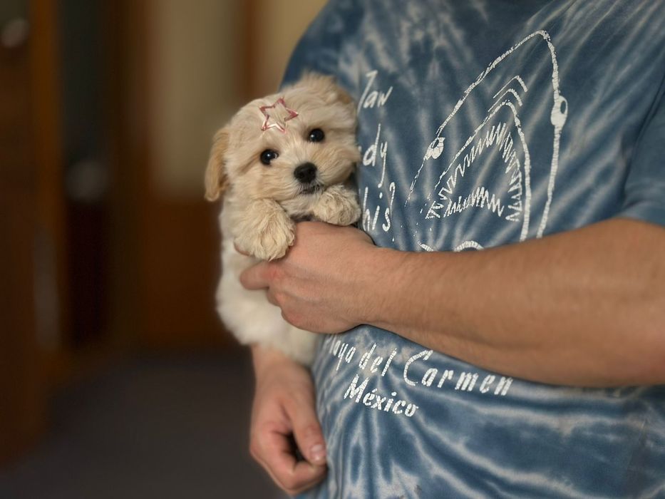 Карамельний Хлопчик Мальтіпу мальТипу ф1. Самий милий