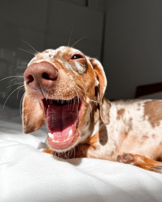 Шоколадно- мраморна дівчинка