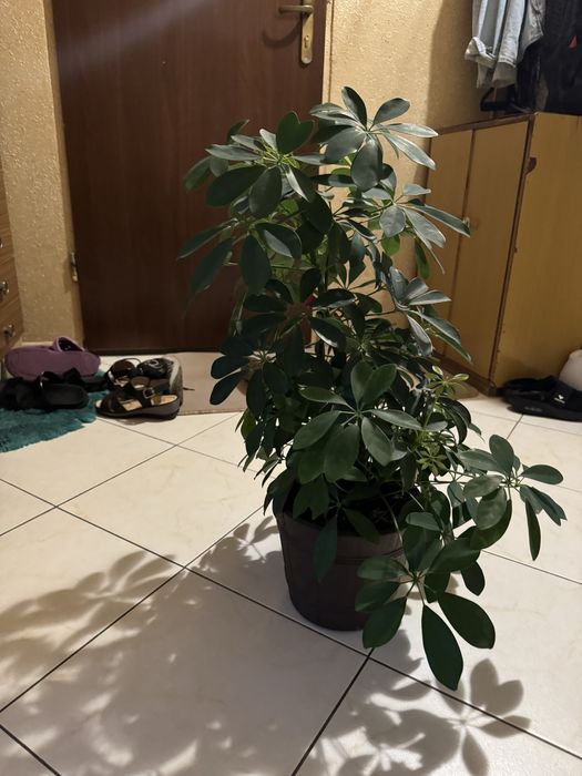 Kwiatek doniczkowy duży ładny