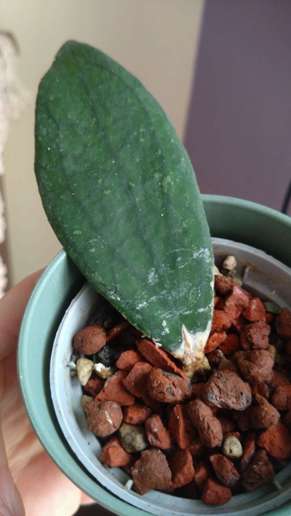 Hoya hoja Jennifer