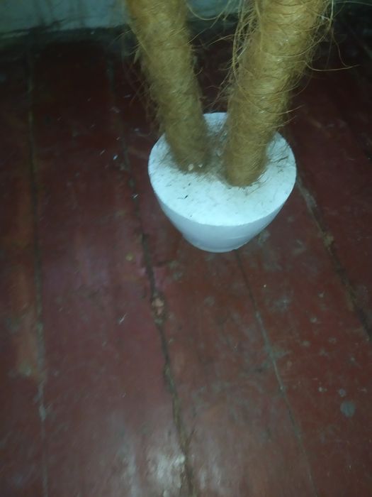 Декоративная пальма