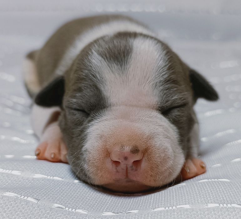 Сіра дівчинка АСТ вільна для резерву,КСУ,розплідник.