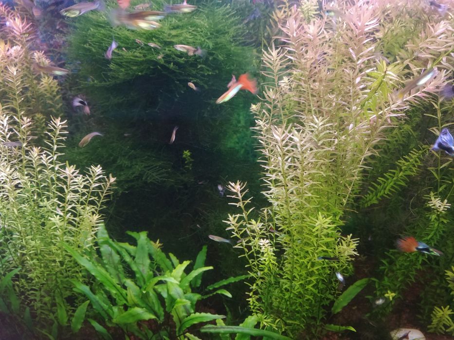 Продам мох яванский объем 3 л