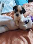 Piesek po shih TZU york maluch